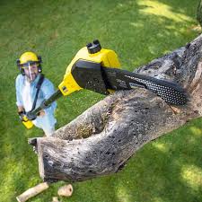 Best Tree Disease Treatment  in USA